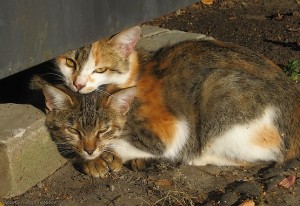 Кошки на солнышке