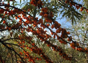 Ветви облепихи