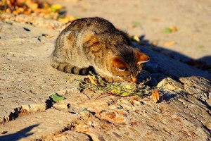 Оживший на ветру лист привлёк внимание кошки