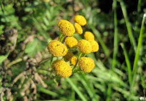 Октябрьская пижма