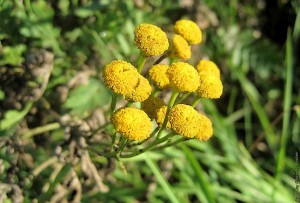 Ядовитое растение