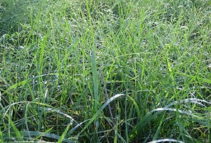 Превращение состоялось