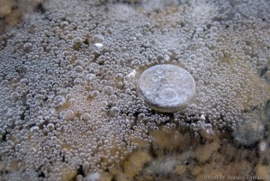 Газированный лёд