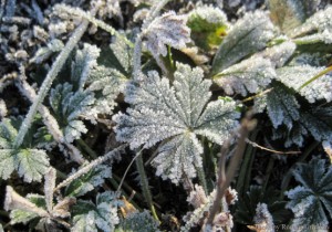 Морозным утром