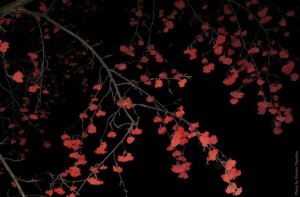 Рябина в ночи