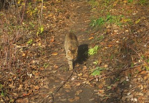 В поисках добычи
