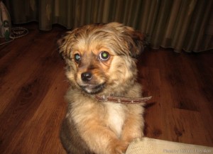 А что вы тут делаете?