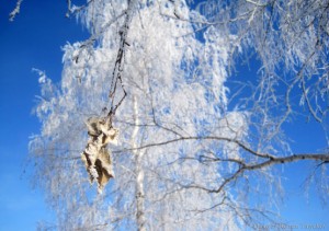 Листья берёзы