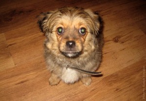 Привет, я Чаки!