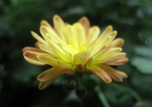 Позитивчик с подоконника