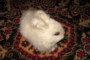 Белый кролик