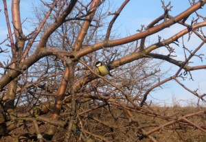 Любопытная синица