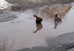 Утки в луже на дороге