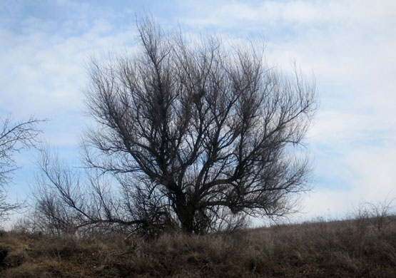 Кучерявое дерево