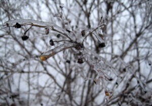 Обледеневшие волчьи ягоды