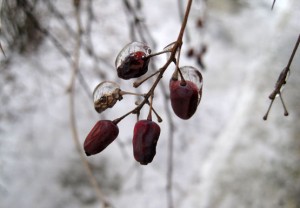 Обледеневшие ягоды барбариса