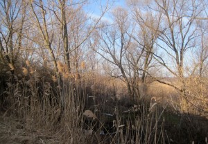 Сквозь камыши к источнику