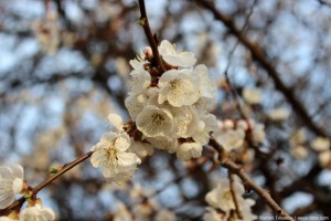 Абрикос цветёт
