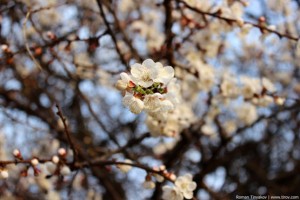 Цветы абрикоса