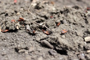 Клопы-солдатики