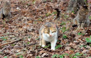 Коты в клубнике