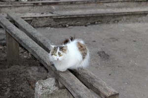 Кот на лавочке