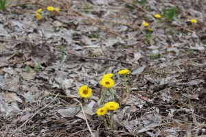 matimacheha-na-polyanke