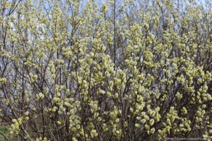 Вербное воскресение