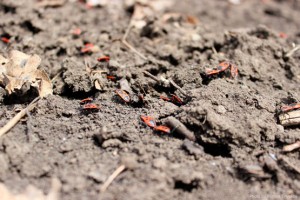 Красные каннибалы