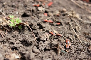 Клопы-солдатики