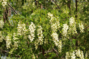 Белая акация