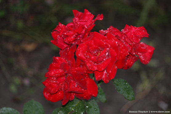 Алые розы усыпаны капельками дождя