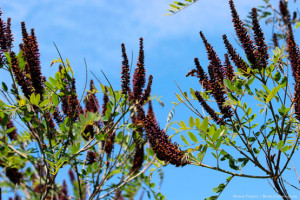 Аморфа кустарниковая