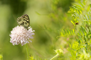 Бабочка наслаждается нектаром