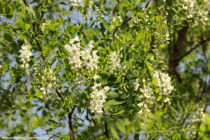 Робиния ложноакациевая