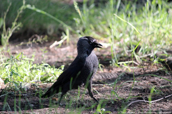 В поисках добычи