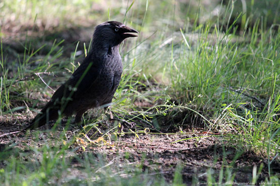 Удачный кадр?