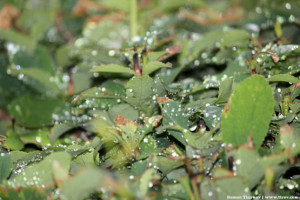 Капли дождя на листьях барбариса
