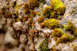 Мох на стене