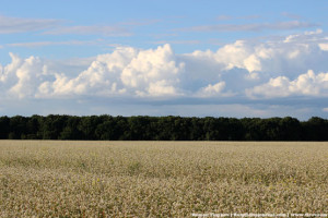 Поле цветущей гречки