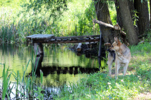 Пират у ставка