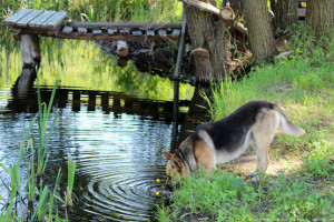 Вода с ароматом цветов