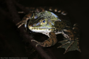 Лягушка в профиль