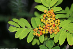 Гроздь рябины