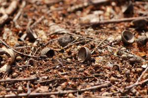 Плюски желудей