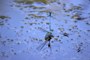 Стрекозы под пристальным вниманием водомерки