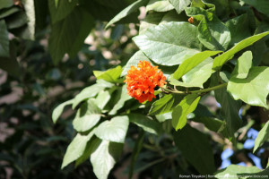 Красное соцветие на конце ветки