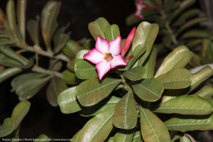 Ночной цветок Персидского залива