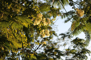 Цветы купаются в солнечных лучах в Персидском залив