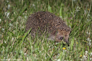 Еж бежит по газону ночью